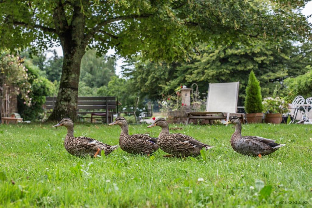 Bruailles La Ferme De Marie Eugenie Bed & Breakfast エクステリア 写真